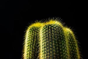 close up cactus on black background photo