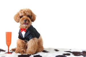 A brown poodle dog wearing tuxedo with a red color wine glass isolated on white background. photo