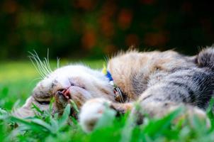 hermoso y adorable gato de color leopardo durmiendo en la hierba. foto