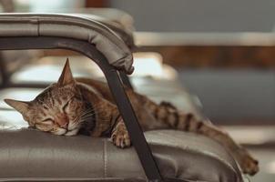 Domestic cat sleeping alone on couch. photo