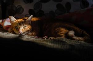 gato macho doméstico relajándose en el sofá