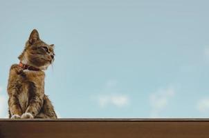 Adorable brown color domestic cat sitting on the roof photo