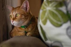 Domestic cat sitting alone on the couch photo