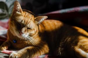 Domestic male cat sleeping and relaxing on the couch photo