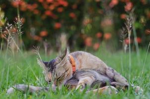 Cat cleaning her body on the grass. photo