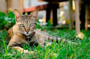 Beautiful adorable leopard color cat sitting on the grass. photo