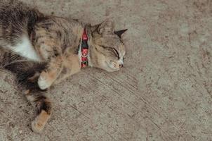 Domestic cat relaxing on the floor. photo