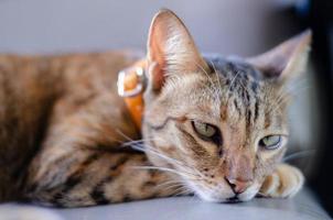 Adorable brown color domestic cat relaxing on the couch photo