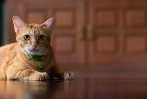 Domestic male cat relaxing on the floor photo