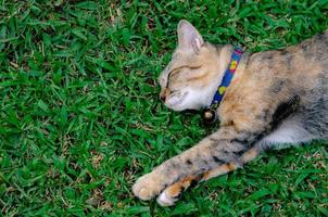 Beautiful adorable leopard color cat sleeping on the grass. photo