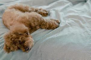 An adorable young brown Poodle dog sleeping alone on the messy bed. photo