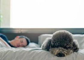 An adorable young black Poodle dog lay on on bed waiting the owner to wake up in the morning with sunshine on messy bed. photo