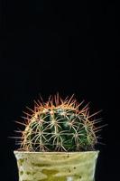 close up cactus on black background photo