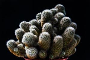 close up cactus on black background photo