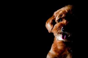retrato parcial del adorable perro caniche de juguete marrón. foto