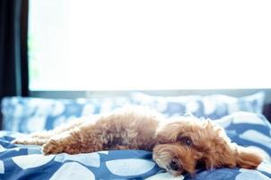 An adorable brown Poodle dog relaxing with himself after wake up in the morning with sunshine on messy bed. photo