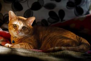 Domestic male cat relaxing on the couch photo