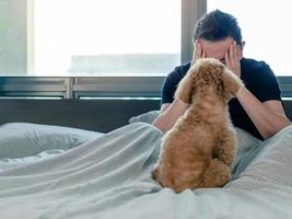 An adorable young brown Poodle dog looking at the owner who feel sad and serious on the bed after wake up in the morning with sunshine on messy bed.
