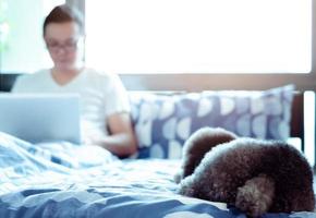 An adorable black Poodle dog lay on bed and waiting to play with the owner who is working after wake up in the morning. photo