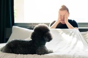 An adorable young black Poodle dog looking at the owner who feel sad and serious on the bed after wake up in the morning with sunshine on messy bed. photo