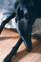 Sad dog greyhound photo