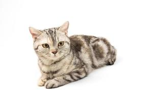 cat  American Shorthair on white background photo