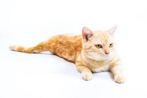 cat  American Shorthair on white background photo