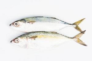 short mackerel on white background photo