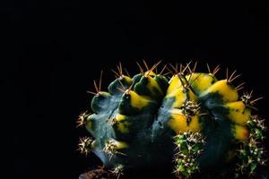 close up cactus on black background photo