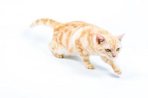 cat  American Shorthair on white background photo