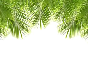 coconut leaf isolated on white background.with clipping path. photo