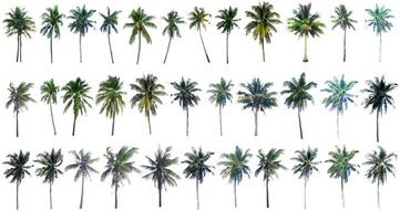 The collection of trees.Coconut and palm trees Isolated tree on white background. photo