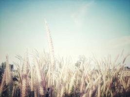 field of flower ,dark background. photo