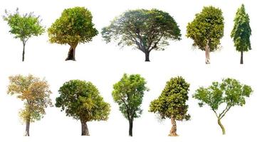 Isolated trees on white background , The collection of trees. photo