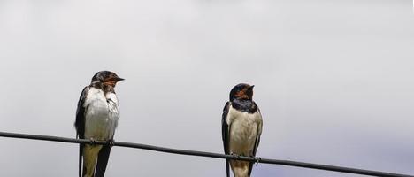 Close up shot of a majestic adult swallow bird also known as saw-wing photo