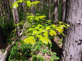 A branch of a tree with a green leaf on a background of grass and forest. photo