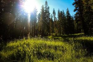 green-leafed grass and trees under blue sky during daytime photo