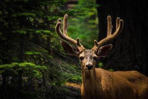 brown mule deer photo