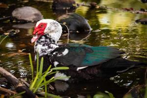 pato negro y verde foto