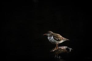 white and brown bird photo