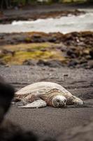 turtle crawling on sand photo