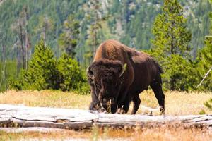 bisonte marrón comiendo hierba foto