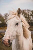 Portrait of wild white horse photo