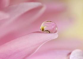 Extreme close up shot of pink flower petal with water droplet photo