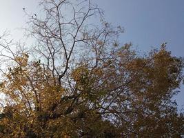 Abstract of defocused Deciduous tree and Blue Sky, Inspirational nature background photo