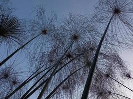 resumen de flor de hierba desenfocada y cielo azul, fondo de naturaleza inspiradora foto