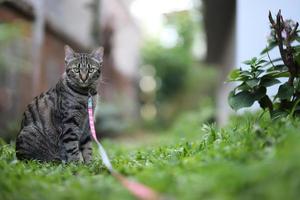 tabby cat sitting with scene nature green. photo