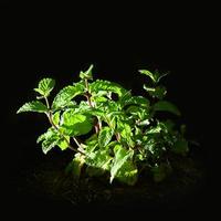 mint in the ground on a black background photo