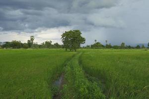 a tree with green fields and overcast clouds photo