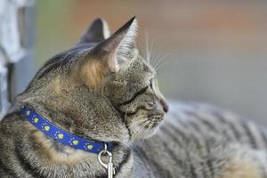 Tabby cat sitting at home. photo